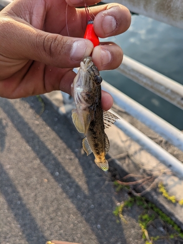 ハゼの釣果