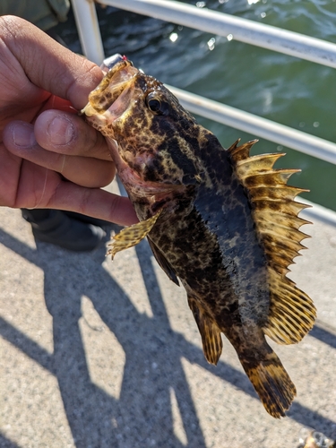 タケノコメバルの釣果