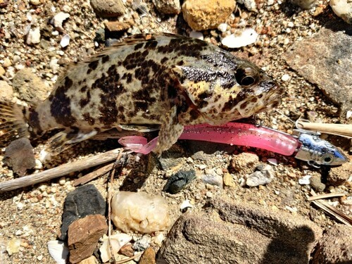 タケノコメバルの釣果