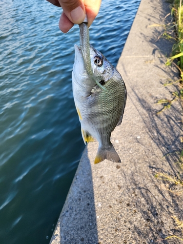 キビレの釣果