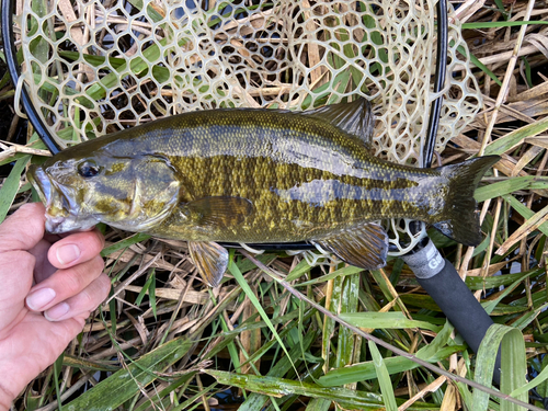 スモールマウスバスの釣果