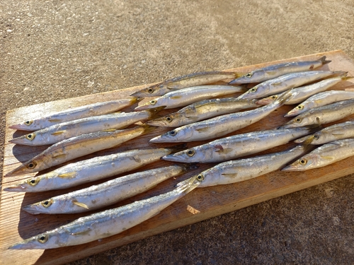 カマスの釣果