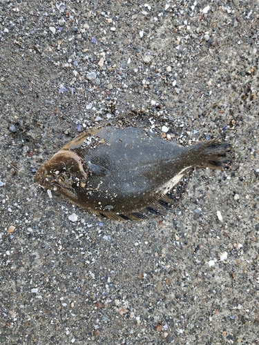 マツカワの釣果