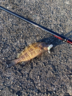 オオモンハタの釣果