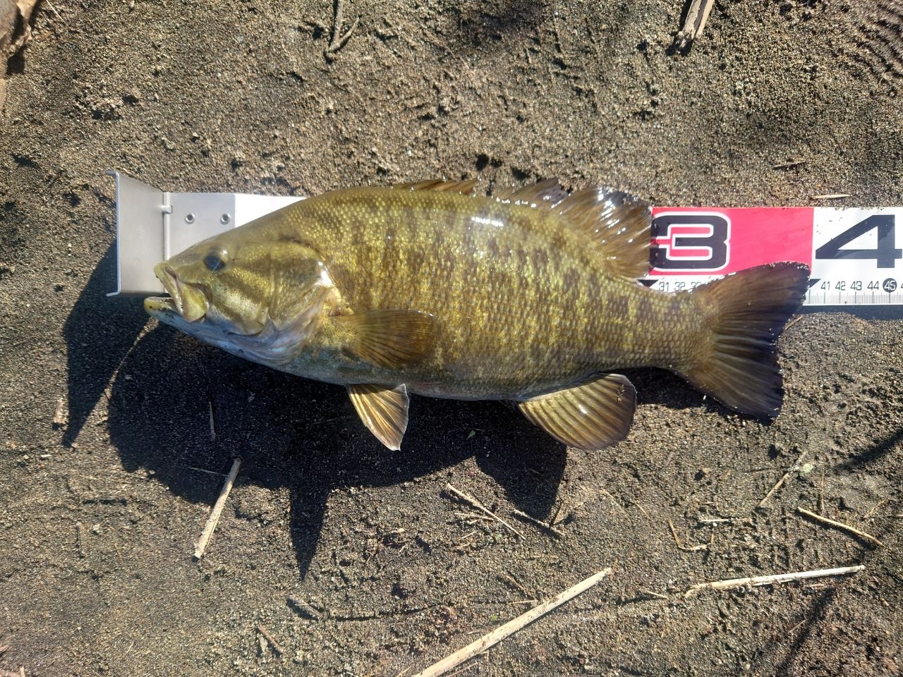 スモールマウスバス