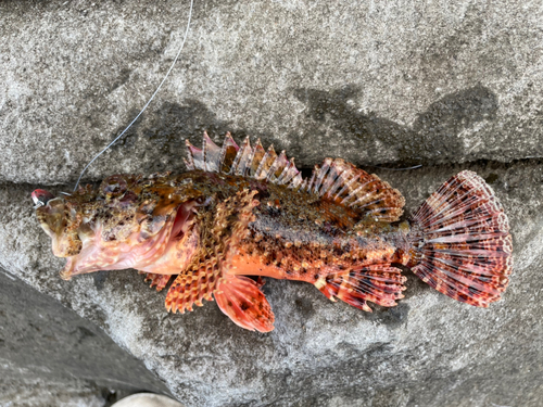 オニカサゴの釣果