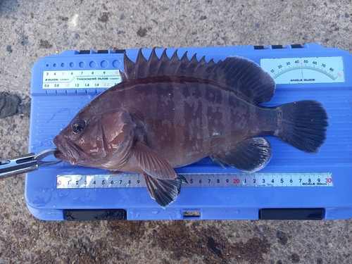 マハタの釣果