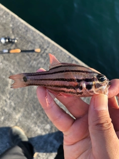 オオスジイシモチの釣果