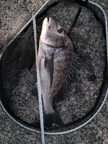 チヌの釣果