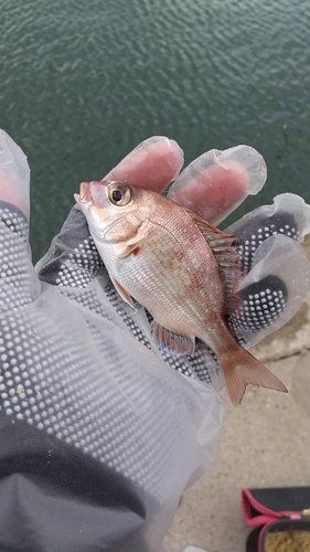 チャリコの釣果