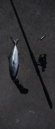 イナダの釣果