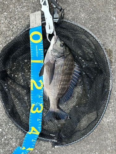 クロダイの釣果