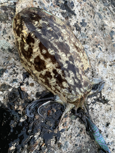 モンゴウイカの釣果