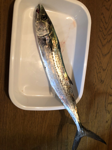 サゴシの釣果