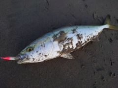 ワラサの釣果