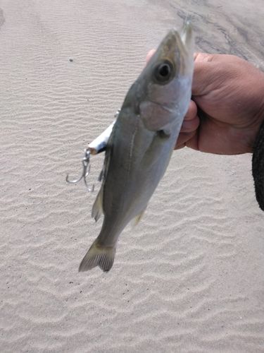 セイゴ（マルスズキ）の釣果