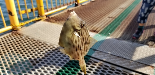 カワハギの釣果