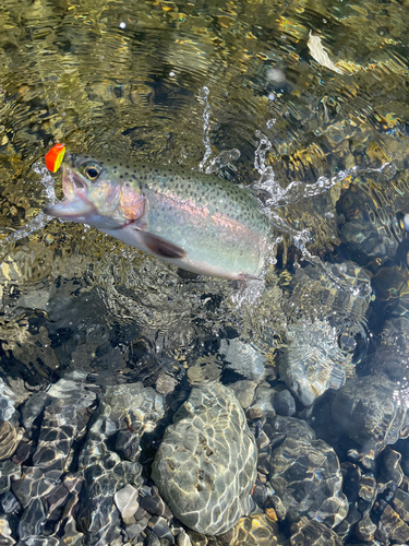 ニジマスの釣果