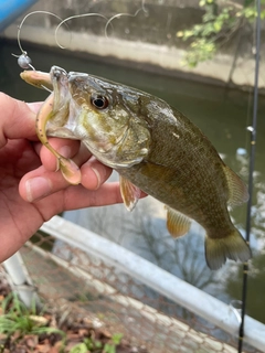 スモールマウスバスの釣果