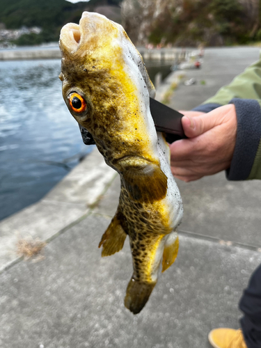 フグの釣果