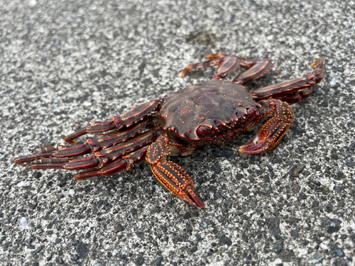 ホシササノハベラの釣果