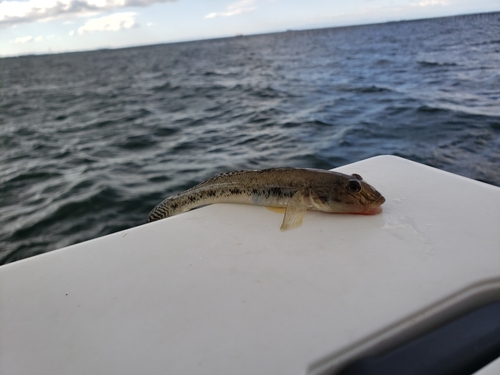 ハゼの釣果