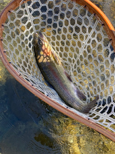 ニジマスの釣果