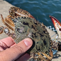 タイワンガザミ