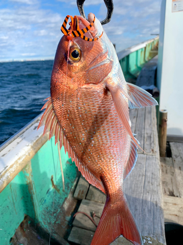 マダイの釣果