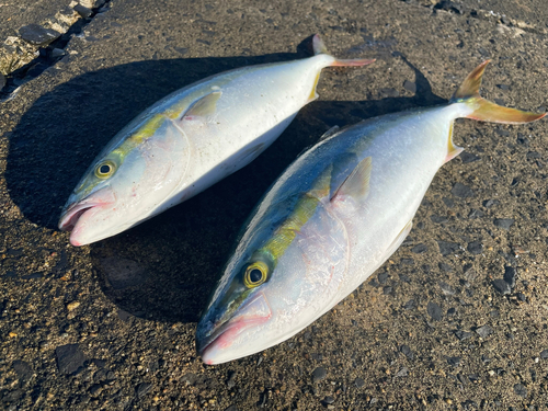 ハマチの釣果