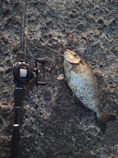 アイゴの釣果