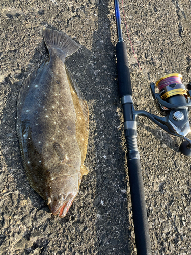 ヒラメの釣果