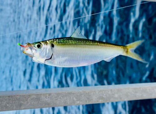 サッパの釣果