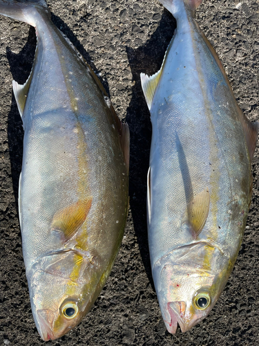 カンパチの釣果