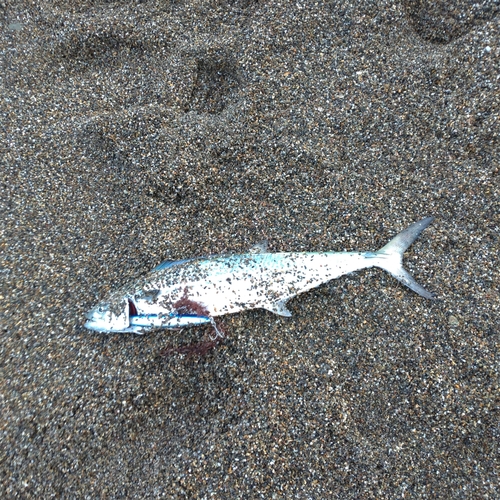 サゴシの釣果