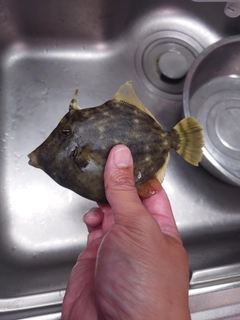 カワハギの釣果