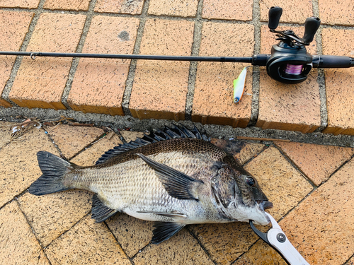 チヌの釣果