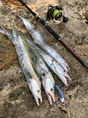 タチウオの釣果