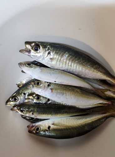 アジの釣果