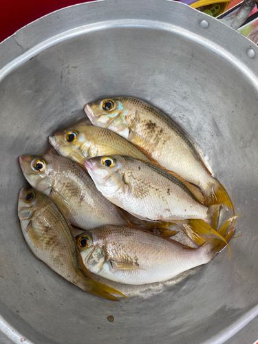 タマガシラの釣果