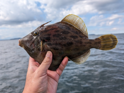 カワハギの釣果