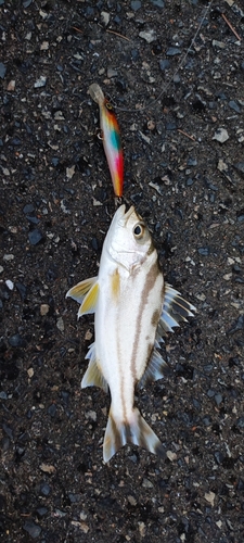 コトヒキの釣果