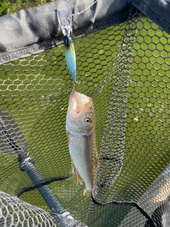 ハスの釣果