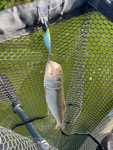 ハスの釣果