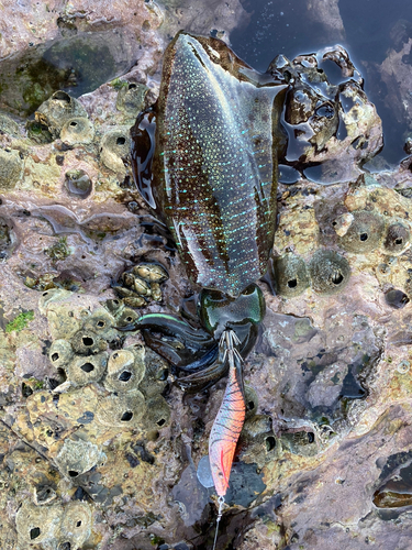 アオリイカの釣果