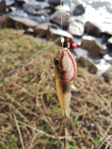 ハゼの釣果