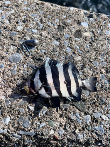 イシダイの釣果