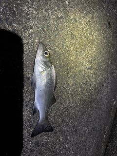 セイゴ（マルスズキ）の釣果