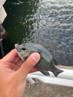 メジナの釣果