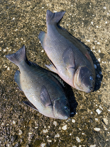 グレの釣果